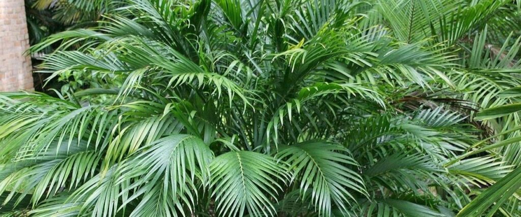 cat safe house plants: Bamboo Palm