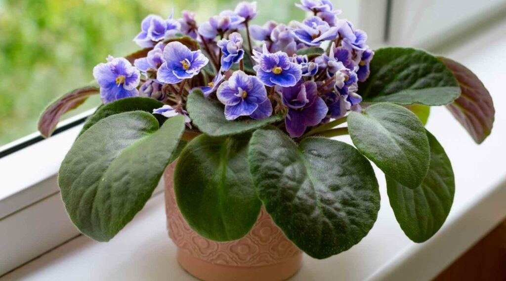 cat safe house plants: African Violet