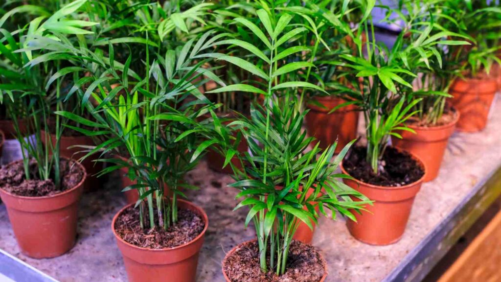 potted Parlor Palm plants