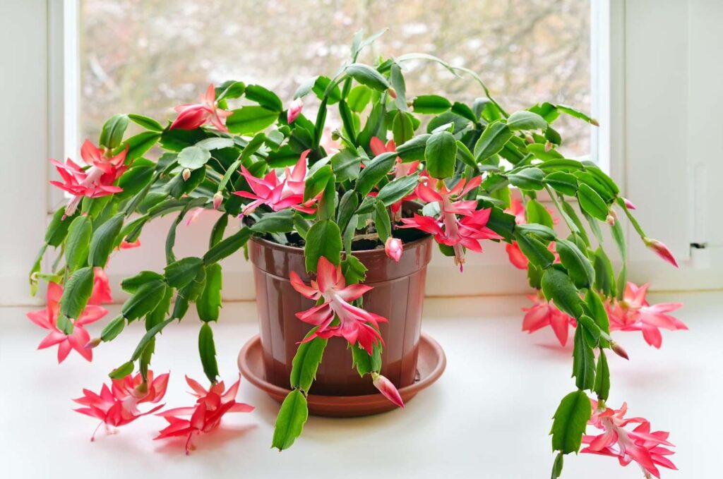 cat safe house plants: Christmas Cactus