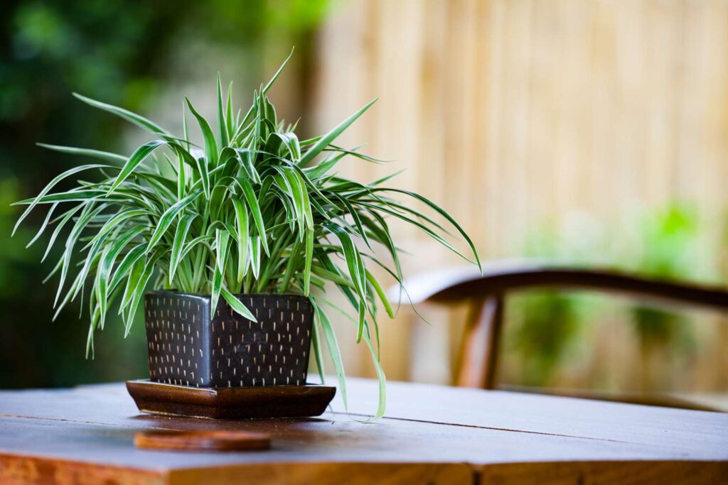 cat safe house plants: Spider Plant