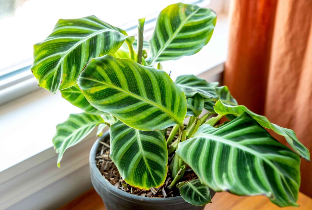 cat safe house plants: Calathea