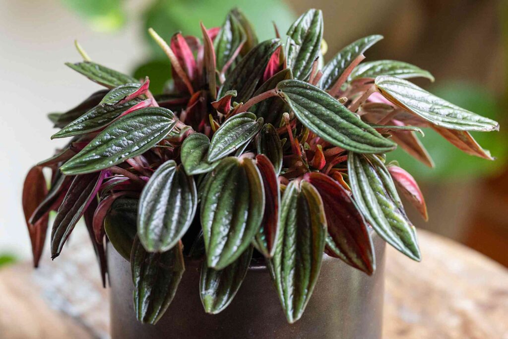 Peperomia in well-lit house