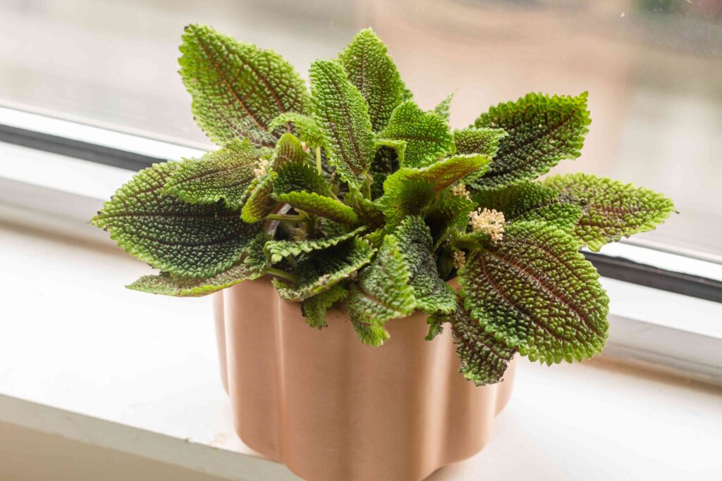 Friendship Plant on windowsill