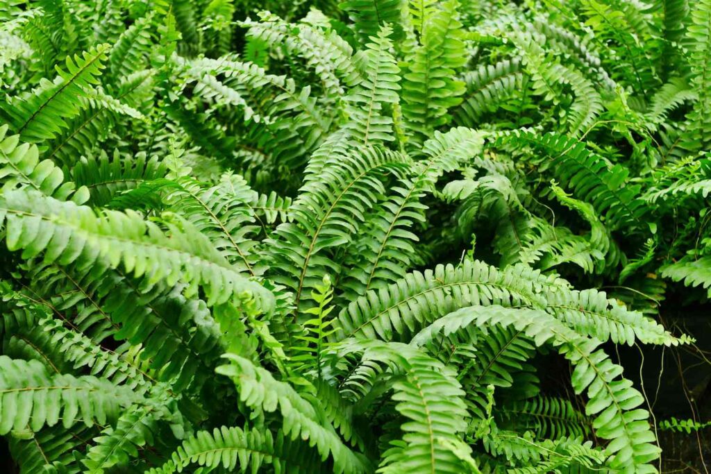 cat safe house plants: Boston Fern