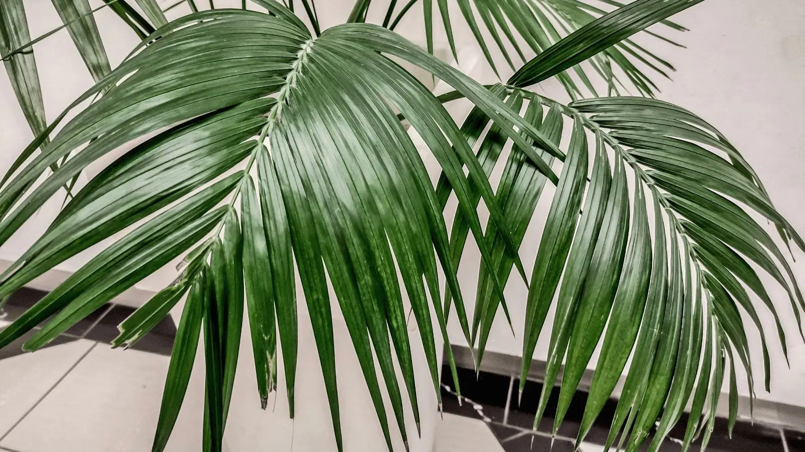 cat safe house plants: Areca Palm