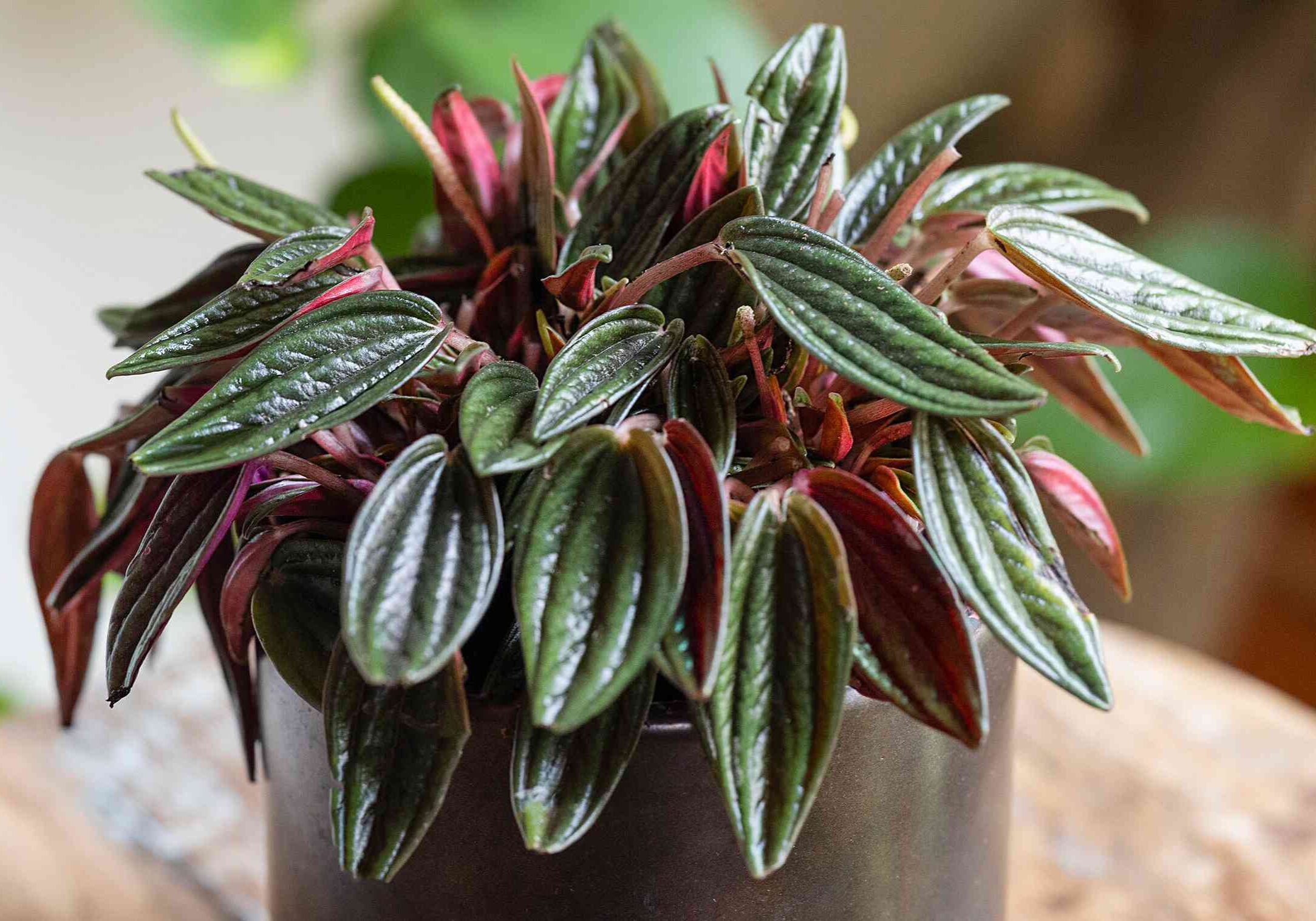 SPR-peperomia-rosso-growing-guide-7546898-05-714af4b819c0480e985216bdce9f5fba